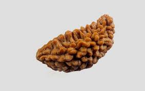 buy 1 face rudraksha 